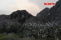 Du khách mãn nhãn với đàn cò hàng vạn con ở danh thắng Kim Sơn