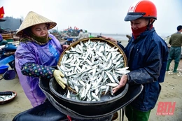 Rộn ràng mùa cá trích