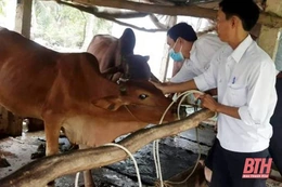 Thanh Hóa phân bổ hơn 1,2 triệu liều vaccine phòng bệnh cho đàn  vật nuôi  tại 6 huyện nghèo