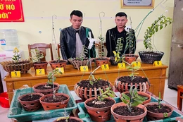 Bắt giữ 2 đối tượng chuyên trộm hoa lan đột biến