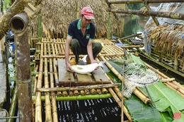 Người nuôi cá lồng ở Bá Thước vất vả cứu cá