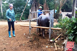 Huyện  Cẩm Thuỷ công bố hết  dịch viêm da nổi cục trên trâu,  bò