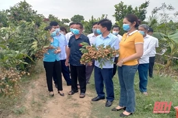 Hội Nông dân huyện Nông Cống kết nối tiêu thụ nhãn lồng cho nông dân