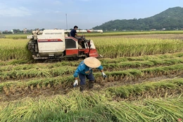 Khẩn trương thu hoạch và bảo vệ lúa thu mùa tránh bão Conson
