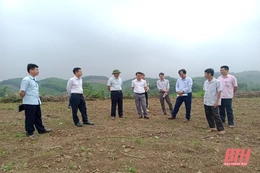 Huyện Thường Xuân chủ động phòng bệnh trên cây sắn