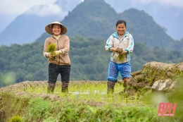 Cấy lúa trên đỉnh Pù Luông