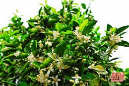 Dịu ngọt mùa hoa cam Vân Du