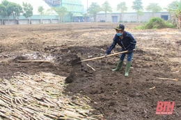 Thanh Hóa: Diện tích mía nguyên liệu niên vụ 2022-2023 tăng so với cùng kỳ