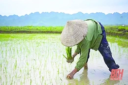 Nắng tháng sáu, mẹ lội đồng đi cấy