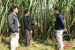 Hơn 120 ha mía bị nhiễm sâu đục thân