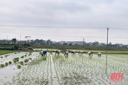 Nông dân Thiệu Hóa khẩn trương xuống đồng gieo cấy sau Tết Nguyên đán