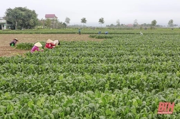 Trên cánh đồng liên kết sản xuất, tiêu thụ rau an toàn