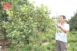 Nông dân Nga Sơn với các mô hình sản xuất hiệu quả trong vườn nhà