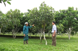 Xây dựng nông thôn mới gắn với phát triển sản xuất hiệu quả tại xã Phong Lộc