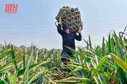 Nông dân thu hoạch dứa dưới trời nắng nóng 40 độ C