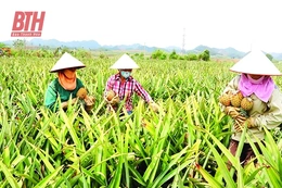 Để liên kết sản xuất và tiêu thụ sản phẩm là nhân tố phát triển nông nghiệp bền vững (Bài 1): Xu thế phát triển nền nông nghiệp hiện đại