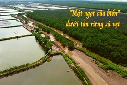 “Mật ngọt của biển” dưới tán rừng sú vẹt