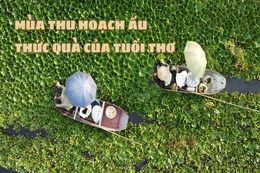 Mùa thu hoạch ấu - Thức quà của tuổi thơ