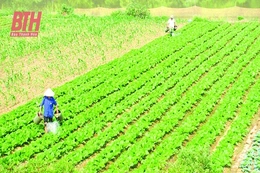 Chuẩn bị các điều kiện cho sản xuất cây trồng vụ đông