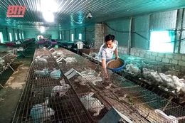 Quảng Xương tập trung tái đàn gia súc, gia cầm sau tết