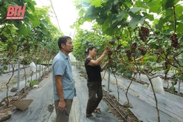 Nhân rộng mô hình quản lý dịch hại tổng hợp trên cây trồng