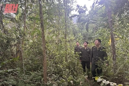 Giữ rừng ở vùng biên Quan Sơn