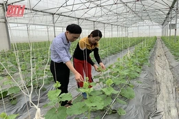 Hiệu quả các mô hình kinh tế nông nghiệp tại huyện Nga Sơn