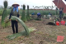 Nỗi niềm người dân làng cói