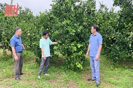 Tích tụ đất đai phát triển nông nghiệp hiện đại