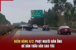 Điểm nóng 4/2:  Phạt người đàn ông để đàn trâu vào cao tốc