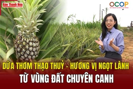 Dứa thơm Thạo Thuỷ - Hương vị ngọt lành từ vùng đất chuyên canh
