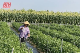 Sản xuất nông nghiệp bền vững gắn với xây dựng nông thôn mới