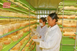 Phát triển nông nghiệp gắn với chuyển đổi xanh