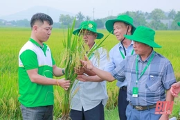 Giống lúa lai 3 dòng chất lượng cao ADI số 9 đạt năng suất 85 tạ/ha