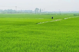 Xanh lại đồng hoang