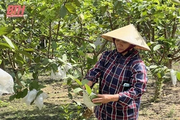 Khơi dậy phong trào làm vườn cho người dân nông thôn