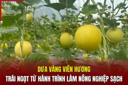 [REVIEW OCOP] - Dưa vàng Viên Hương - Trái ngọt từ hành trình làm nông nghiệp sạch
