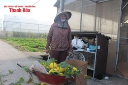 Giá dưa vàng thấp kỷ lục, người dân “treo vườn”