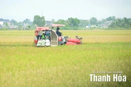 Xây dựng vùng lúa thâm canh năng suất, chất lượng cao