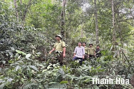 Hạt Kiểm lâm Bá Thước tuyên truyền nâng cao hiệu quả bảo vệ rừng