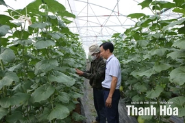 Hồ Vương: Sức vươn từ nông nghiệp ứng dụng công nghệ cao