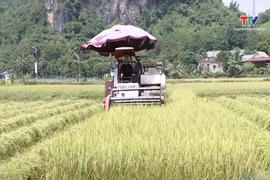 Bản tin Thời sự tối 21/9/2025: Đẩy nhanh tiến độ thu hoạch lúa vụ thu mùa