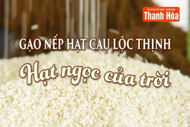 [REVIEW OCOP]Gạo nếp hạt cao Lộc Thịnh - Hạt ngọc của trời