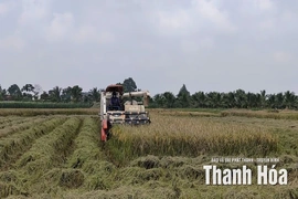 Các địa phương khẩn trương thu hoạch lúa mùa trước diễn biến thời tiết phức tạp