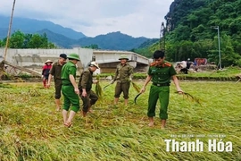 Toàn tỉnh đã thu hoạch hơn 62% diện tích cây trồng vụ thu mùa