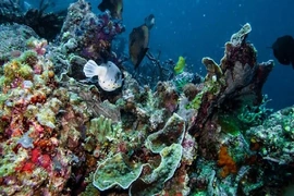 UNESCO công nhận quần đảo Raja Ampat của Indonesia là Khu Dự trữ sinh quyển