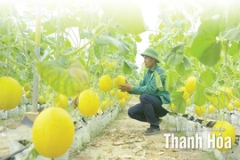 Phát triển chuỗi liên kết rau, quả an toàn