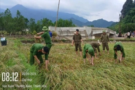 Công an xã Vạn Xuân gặt lúa giúp dân trước khi bão số 10 đổ bộ