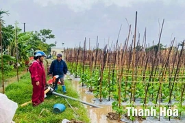 Khôi phục “ nhịp sản xuất” nông nghiệp