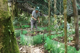 Mở hướng trồng cây dược liệu để tạo sinh kế bền vững